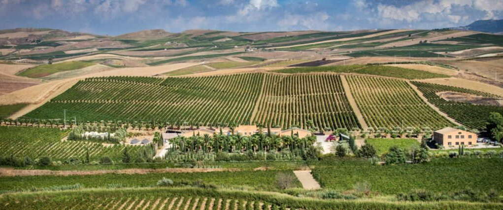 Виноградники винодельни Доннафугана на Сицилии в Италии.